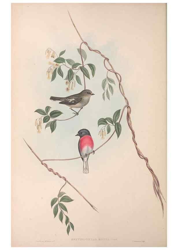 Reproducción/Reproduction 36764202306: The birds of Australia.. London,Printed by R. and J. E. Taylor; pub. by the author,[1840]-48.