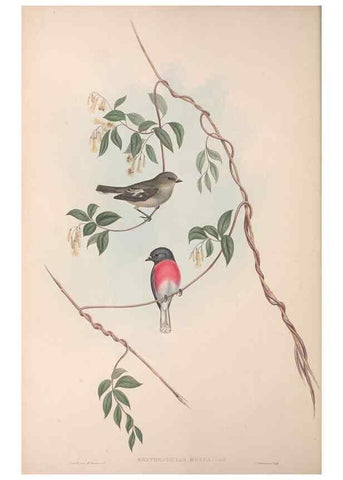 Reproducción/Reproduction 36764202306: The birds of Australia.. London,Printed by R. and J. E. Taylor; pub. by the author,[1840]-48.