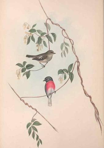 Reproducción/Reproduction 36764202306: The birds of Australia.. London,Printed by R. and J. E. Taylor; pub. by the author,[1840]-48.