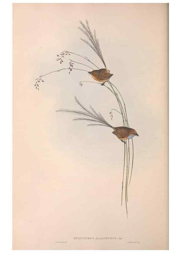 Reproducción/Reproduction 36764238776: The birds of Australia.. London,Printed by R. and J. E. Taylor; pub. by the author,[1840]-48.