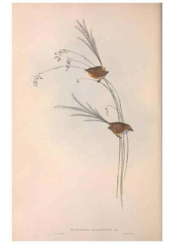 Reproducción/Reproduction 36764238776: The birds of Australia.. London,Printed by R. and J. E. Taylor; pub. by the author,[1840]-48.
