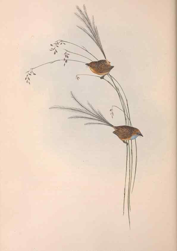 Reproducción/Reproduction 36764238776: The birds of Australia.. London,Printed by R. and J. E. Taylor; pub. by the author,[1840]-48.