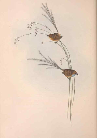 Reproducción/Reproduction 36764238776: The birds of Australia.. London,Printed by R. and J. E. Taylor; pub. by the author,[1840]-48.