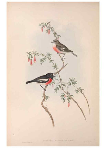 Reproducción/Reproduction 36764202926: The birds of Australia.. London,Printed by R. and J. E. Taylor; pub. by the author,[1840]-48.