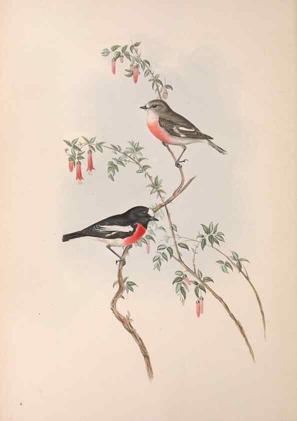 Reproducción/Reproduction 36764202926: The birds of Australia.. London,Printed by R. and J. E. Taylor; pub. by the author,[1840]-48.