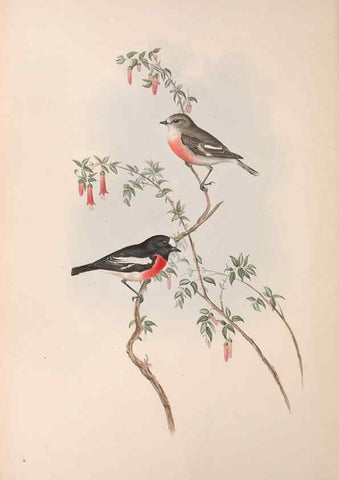 Reproducción/Reproduction 36764202926: The birds of Australia.. London,Printed by R. and J. E. Taylor; pub. by the author,[1840]-48.