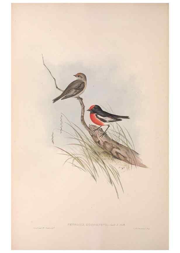 Reproducción/Reproduction 36780721102: The birds of Australia.. London,Printed by R. and J. E. Taylor; pub. by the author,[1840]-48.