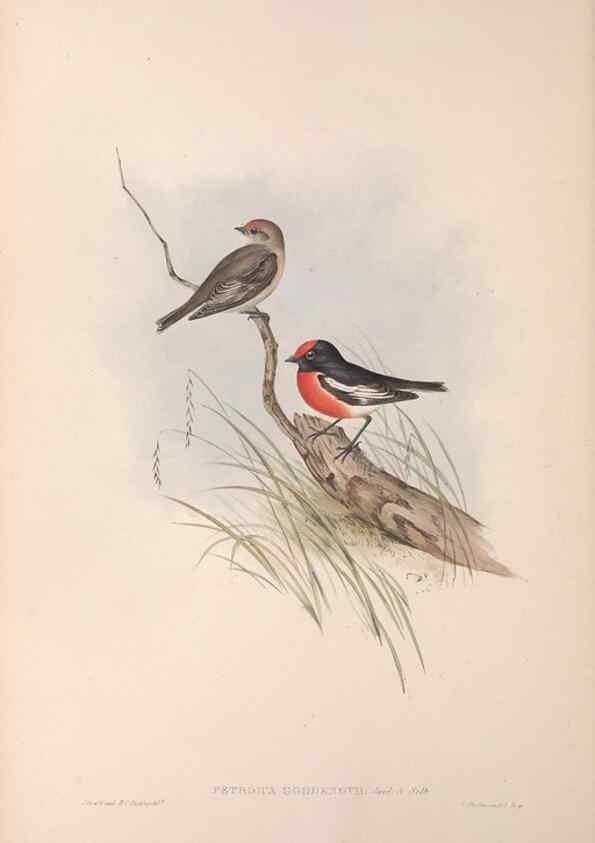 Reproducción/Reproduction 36780721102: The birds of Australia.. London,Printed by R. and J. E. Taylor; pub. by the author,[1840]-48.