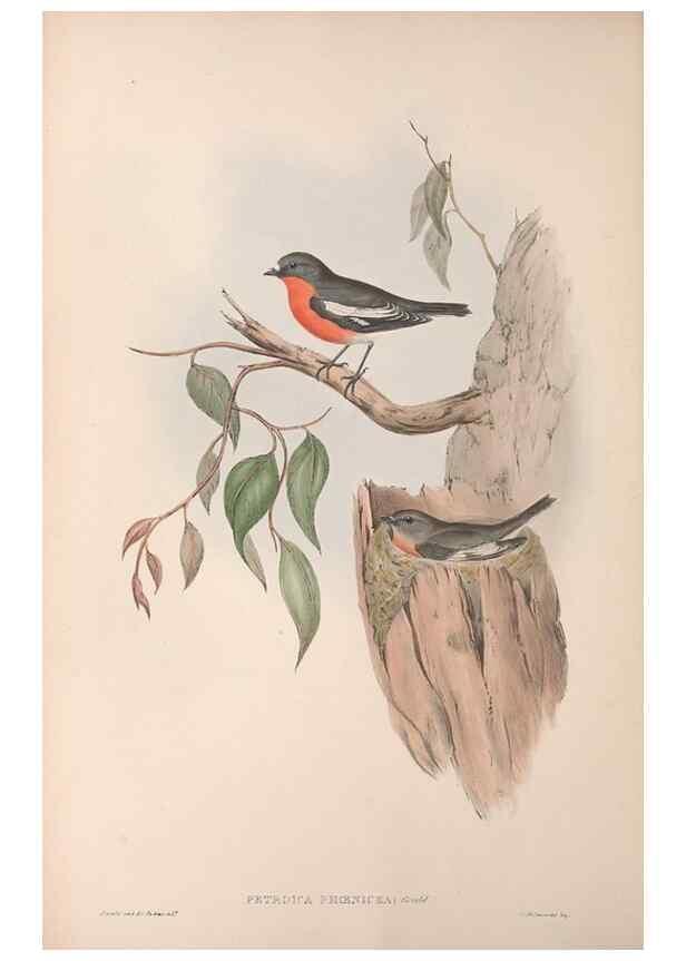 Reproducción/Reproduction 36951847395: The birds of Australia.. London,Printed by R. and J. E. Taylor; pub. by the author,[1840]-48.