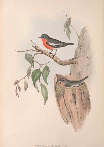 Reproducción/Reproduction 36951847395: The birds of Australia.. London,Printed by R. and J. E. Taylor; pub. by the author,[1840]-48.
