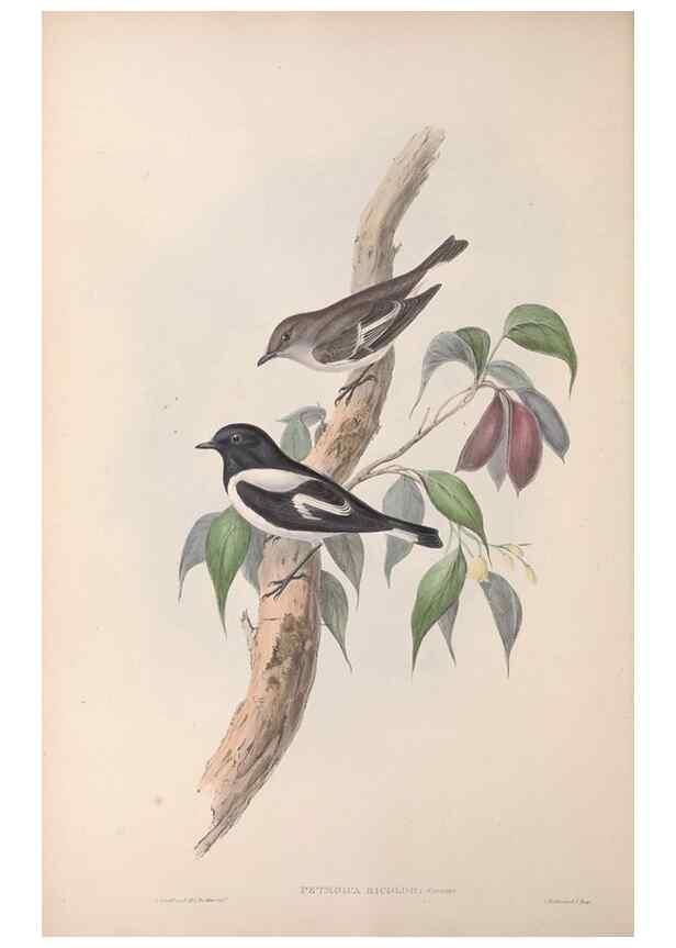 Reproducción/Reproduction 36951848625: The birds of Australia.. London,Printed by R. and J. E. Taylor; pub. by the author,[1840]-48.
