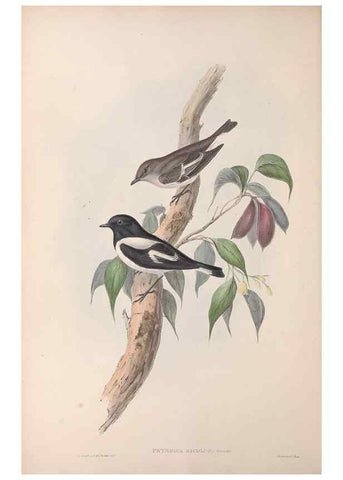 Reproducción/Reproduction 36951848625: The birds of Australia.. London,Printed by R. and J. E. Taylor; pub. by the author,[1840]-48.