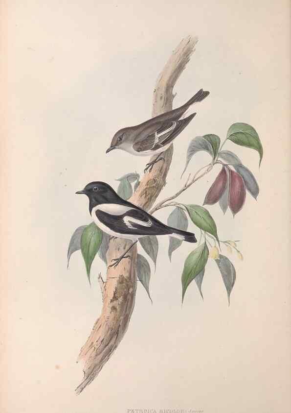 Reproducción/Reproduction 36951848625: The birds of Australia.. London,Printed by R. and J. E. Taylor; pub. by the author,[1840]-48.