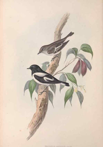 Reproducción/Reproduction 36951848625: The birds of Australia.. London,Printed by R. and J. E. Taylor; pub. by the author,[1840]-48.