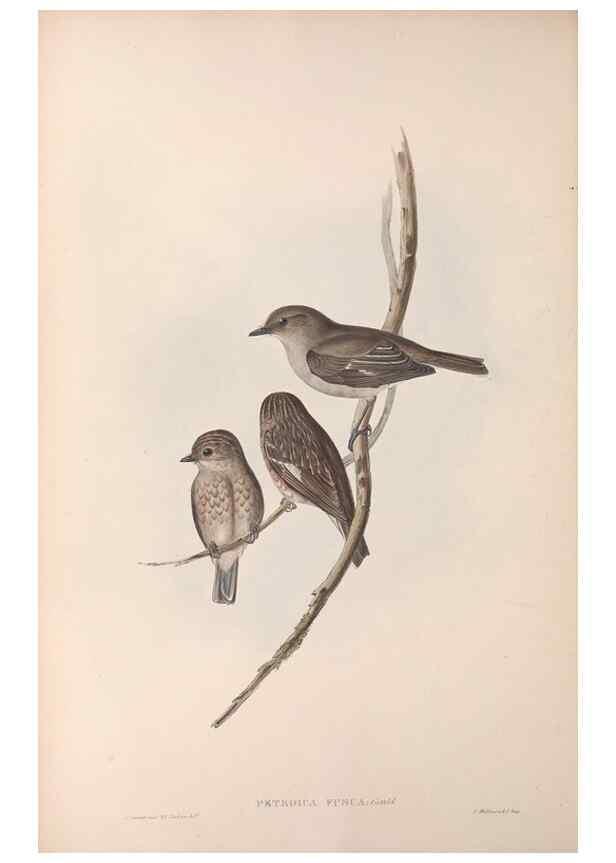 Reproducción/Reproduction 36951850235: The birds of Australia.. London,Printed by R. and J. E. Taylor; pub. by the author,[1840]-48.