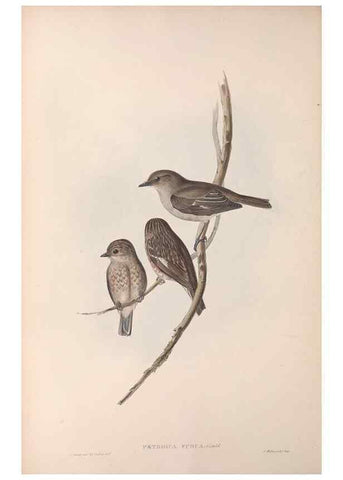 Reproducción/Reproduction 36951850235: The birds of Australia.. London,Printed by R. and J. E. Taylor; pub. by the author,[1840]-48.