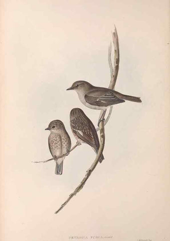 Reproducción/Reproduction 36951850235: The birds of Australia.. London,Printed by R. and J. E. Taylor; pub. by the author,[1840]-48.