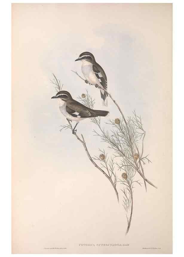 Reproducción/Reproduction 36555533840: The birds of Australia.. London,Printed by R. and J. E. Taylor; pub. by the author,[1840]-48.