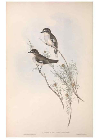 Reproducción/Reproduction 36555533840: The birds of Australia.. London,Printed by R. and J. E. Taylor; pub. by the author,[1840]-48.