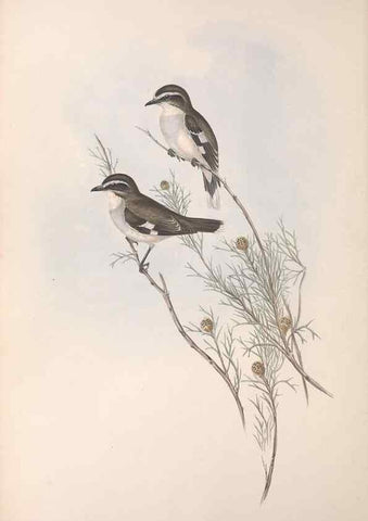Reproducción/Reproduction 36555533840: The birds of Australia.. London,Printed by R. and J. E. Taylor; pub. by the author,[1840]-48.