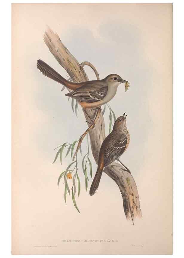 Reproducción/Reproduction 36555536070: The birds of Australia.. London,Printed by R. and J. E. Taylor; pub. by the author,[1840]-48.