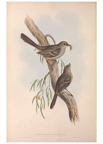 Reproducción/Reproduction 36555536070: The birds of Australia.. London,Printed by R. and J. E. Taylor; pub. by the author,[1840]-48.