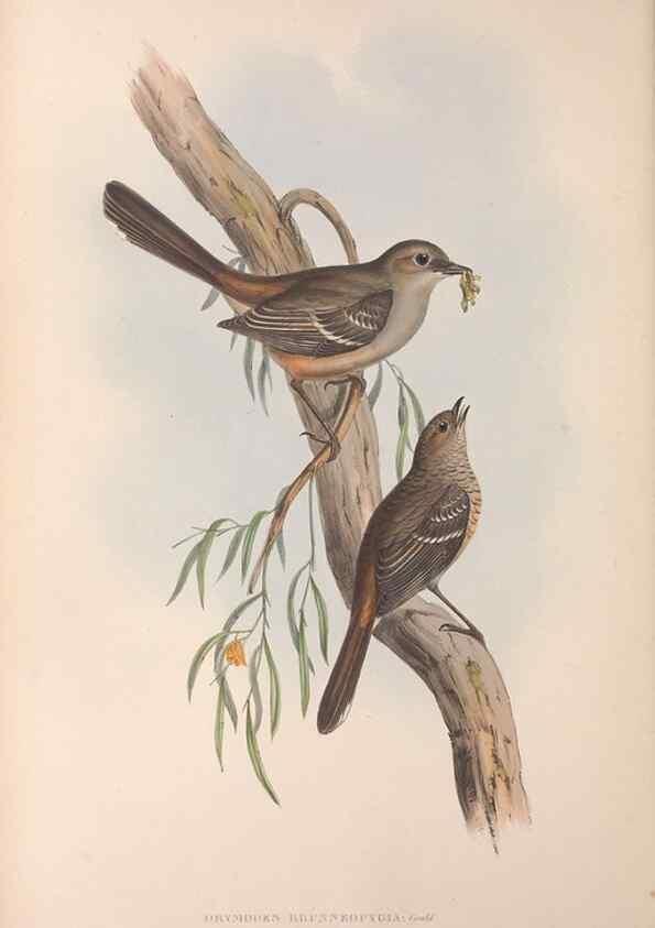 Reproducción/Reproduction 36555536070: The birds of Australia.. London,Printed by R. and J. E. Taylor; pub. by the author,[1840]-48.