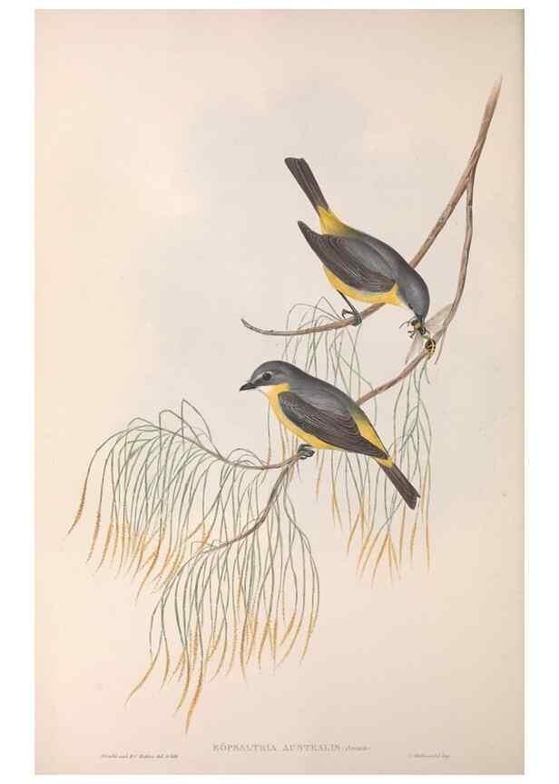 Reproducción/Reproduction 36951855805: The birds of Australia.. London,Printed by R. and J. E. Taylor; pub. by the author,[1840]-48.