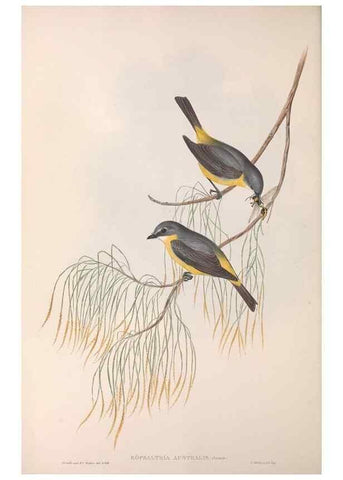 Reproducción/Reproduction 36951855805: The birds of Australia.. London,Printed by R. and J. E. Taylor; pub. by the author,[1840]-48.