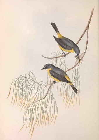 Reproducción/Reproduction 36951855805: The birds of Australia.. London,Printed by R. and J. E. Taylor; pub. by the author,[1840]-48.