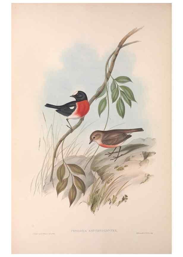 Reproducción/Reproduction 36764203756: The birds of Australia.. London,Printed by R. and J. E. Taylor; pub. by the author,[1840]-48.