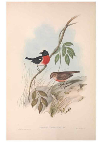 Reproducción/Reproduction 36764203756: The birds of Australia.. London,Printed by R. and J. E. Taylor; pub. by the author,[1840]-48.