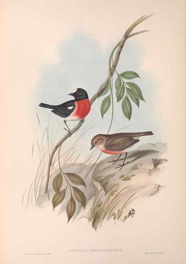 Reproducción/Reproduction 36764203756: The birds of Australia.. London,Printed by R. and J. E. Taylor; pub. by the author,[1840]-48.