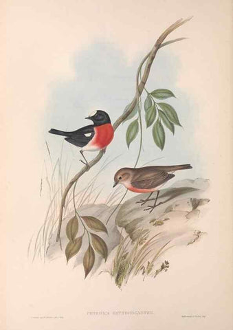 Reproducción/Reproduction 36764203756: The birds of Australia.. London,Printed by R. and J. E. Taylor; pub. by the author,[1840]-48.