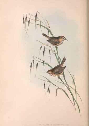 Reproducción/Reproduction 36812295151: The birds of Australia.. London,Printed by R. and J. E. Taylor; pub. by the author,[1840]-48.