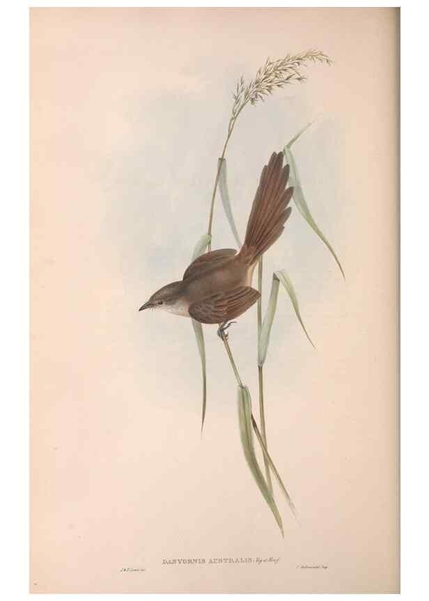 Reproducción/Reproduction 36764241846: The birds of Australia.. London,Printed by R. and J. E. Taylor; pub. by the author,[1840]-48.