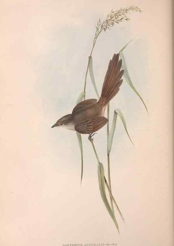 Reproducción/Reproduction 36764241846: The birds of Australia.. London,Printed by R. and J. E. Taylor; pub. by the author,[1840]-48.