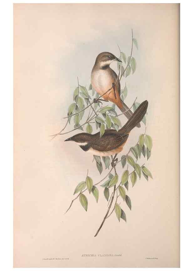 Reproducción/Reproduction 36764247606: The birds of Australia.. London,Printed by R. and J. E. Taylor; pub. by the author,[1840]-48.