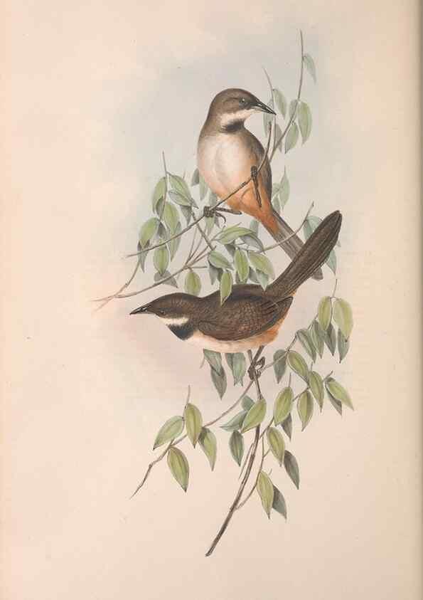 Reproducción/Reproduction 36764247606: The birds of Australia.. London,Printed by R. and J. E. Taylor; pub. by the author,[1840]-48.