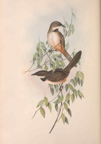 Reproducción/Reproduction 36764247606: The birds of Australia.. London,Printed by R. and J. E. Taylor; pub. by the author,[1840]-48.