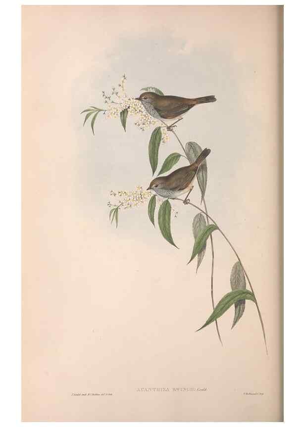 Reproducción/Reproduction 36555613110: The birds of Australia.. London,Printed by R. and J. E. Taylor; pub. by the author,[1840]-48.
