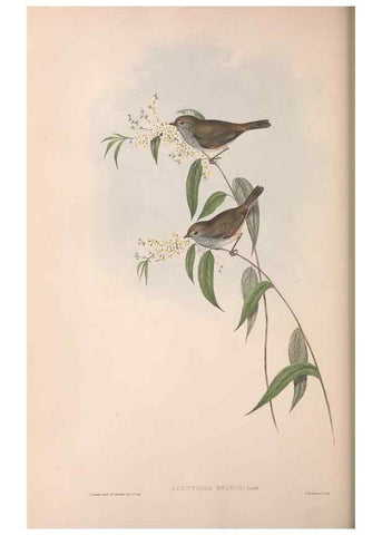 Reproducción/Reproduction 36555613110: The birds of Australia.. London,Printed by R. and J. E. Taylor; pub. by the author,[1840]-48.