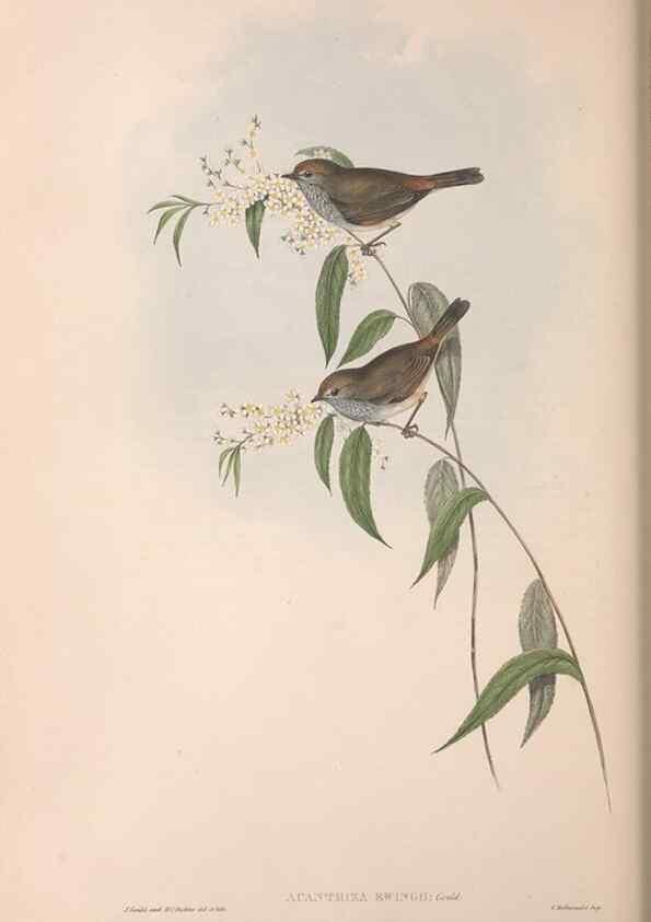 Reproducción/Reproduction 36555613110: The birds of Australia.. London,Printed by R. and J. E. Taylor; pub. by the author,[1840]-48.