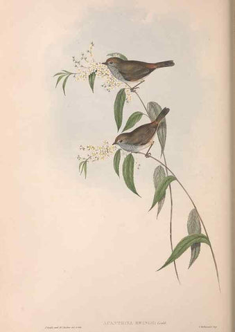 Reproducción/Reproduction 36555613110: The birds of Australia.. London,Printed by R. and J. E. Taylor; pub. by the author,[1840]-48.
