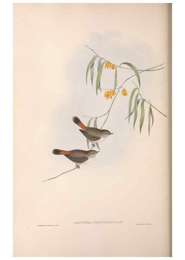 Reproducción/Reproduction 36555615250: The birds of Australia.. London,Printed by R. and J. E. Taylor; pub. by the author,[1840]-48.