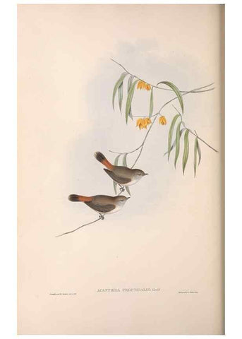 Reproducción/Reproduction 36555615250: The birds of Australia.. London,Printed by R. and J. E. Taylor; pub. by the author,[1840]-48.