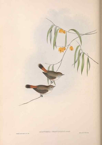 Reproducción/Reproduction 36555615250: The birds of Australia.. London,Printed by R. and J. E. Taylor; pub. by the author,[1840]-48.