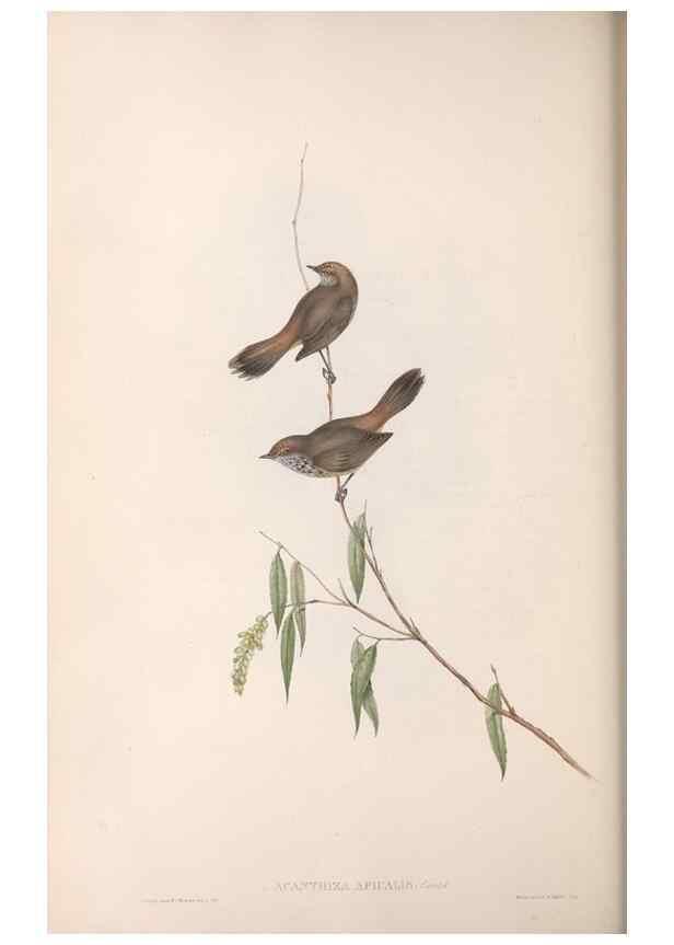 Reproducción/Reproduction 36555617460: The birds of Australia.. London,Printed by R. and J. E. Taylor; pub. by the author,[1840]-48.