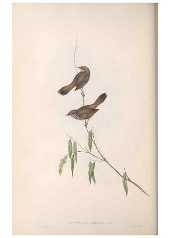 Reproducción/Reproduction 36555617460: The birds of Australia.. London,Printed by R. and J. E. Taylor; pub. by the author,[1840]-48.
