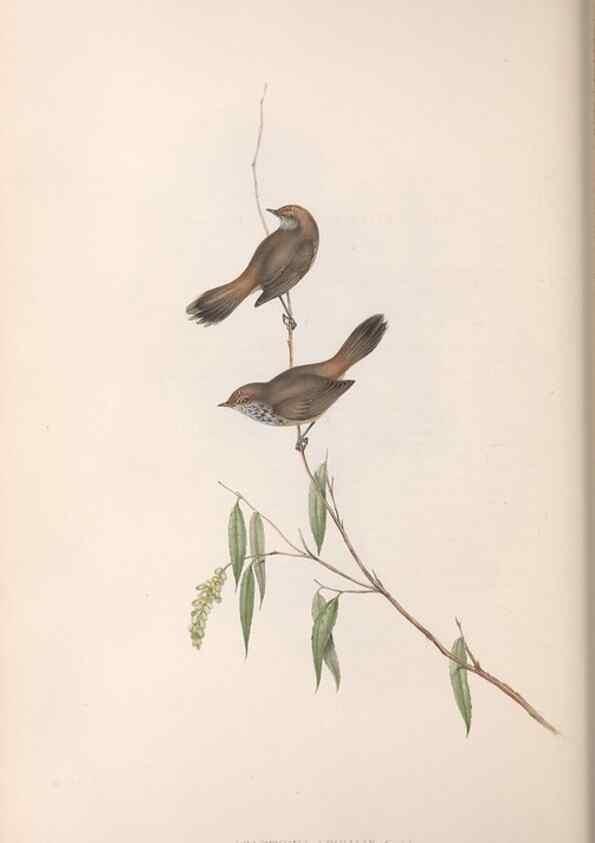 Reproducción/Reproduction 36555617460: The birds of Australia.. London,Printed by R. and J. E. Taylor; pub. by the author,[1840]-48.